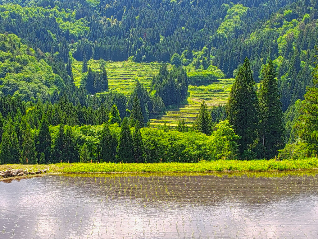 正ヶ洞棚田（展望台） 岐阜県