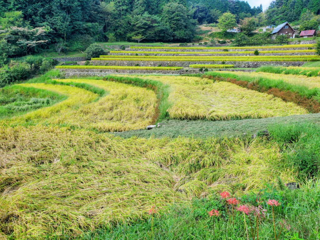 上代田棚田 岐阜県