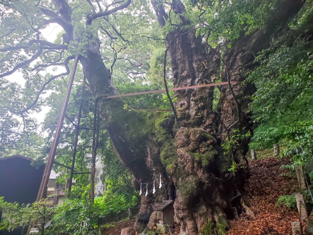 来宮神社の大樟 静岡県