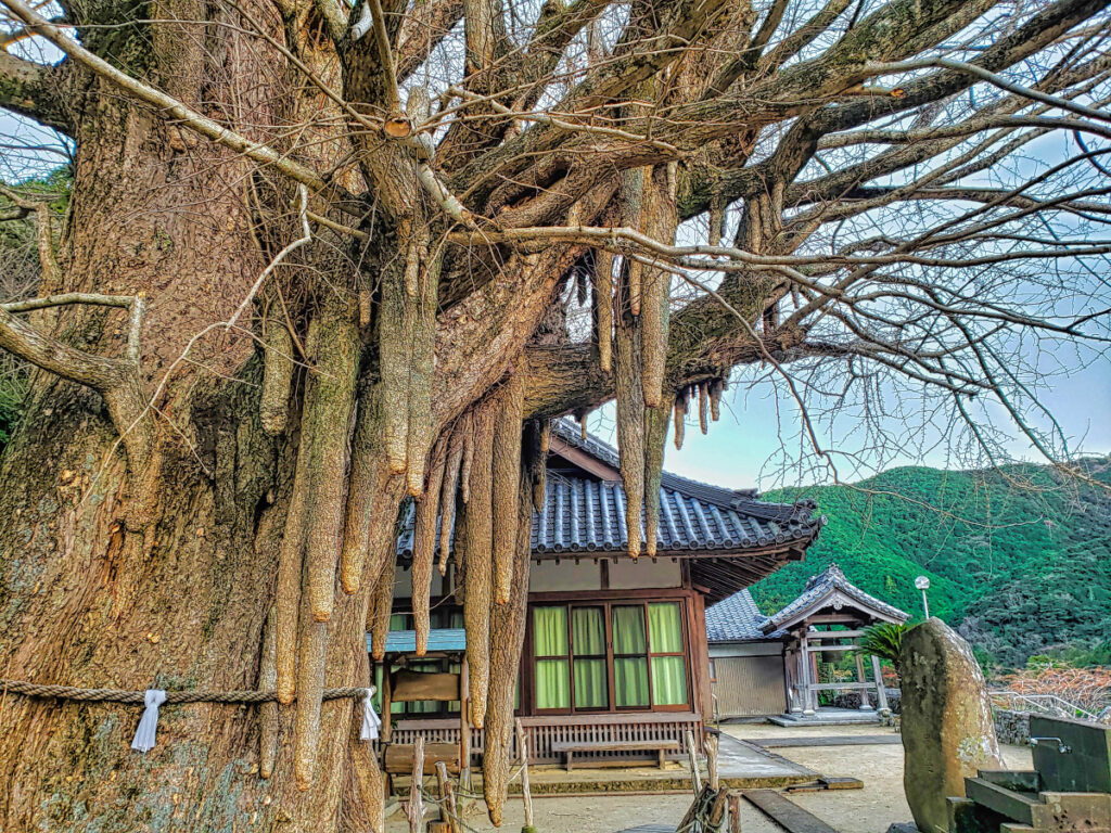 光泉寺の銀杏(子授けいちょう) 和歌山県