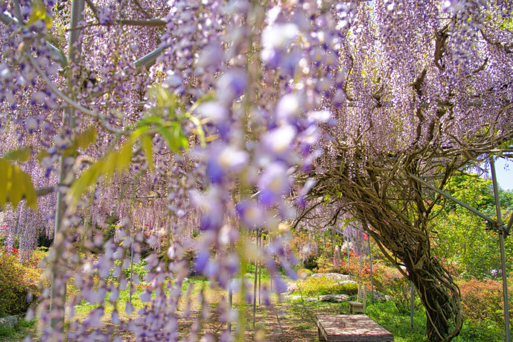 浮嶽幸花樹園の藤棚 福岡県
