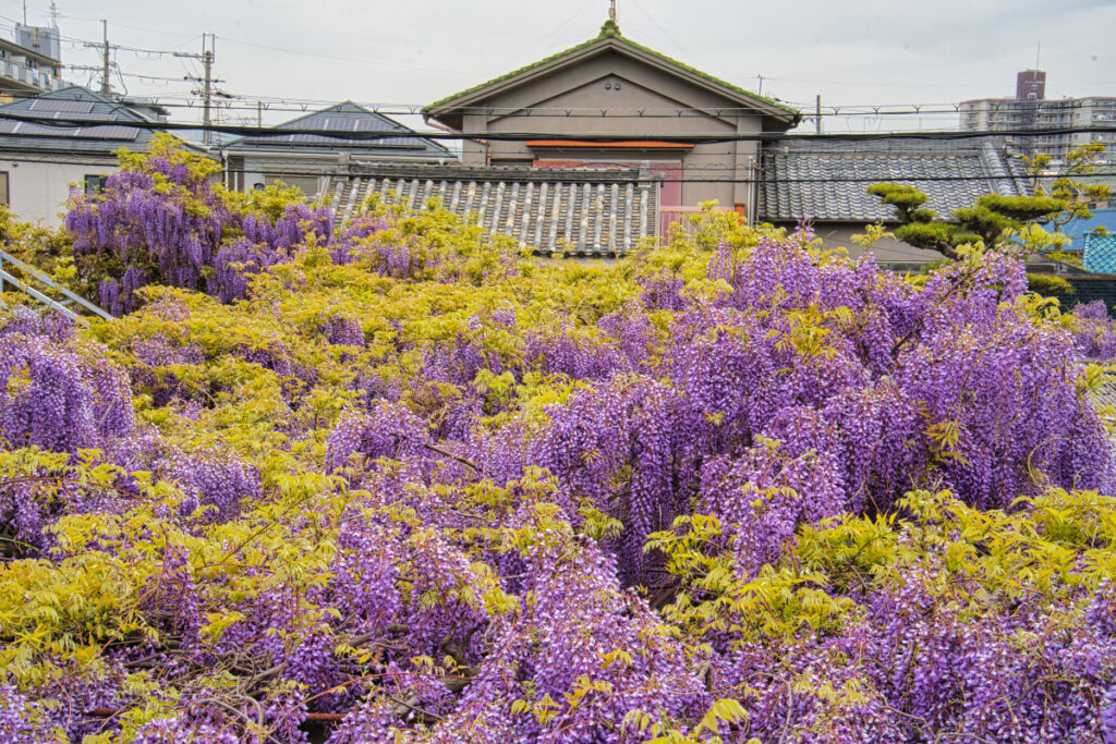 熊野街道信達宿 梶本家の野田藤