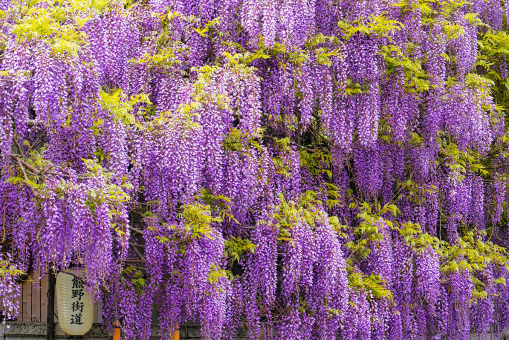 熊野街道信達宿 梶本家の野田藤