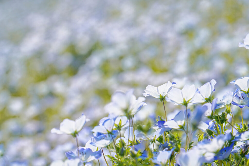 はままつフラワーパーク 静岡県