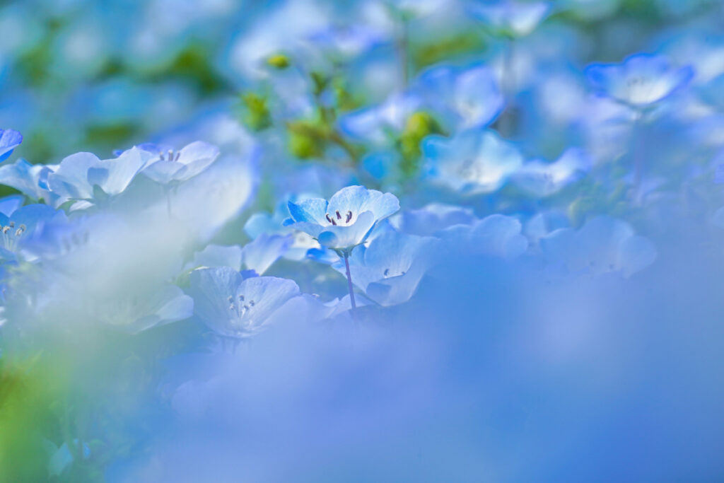 国営ひたち海浜公園 茨城県