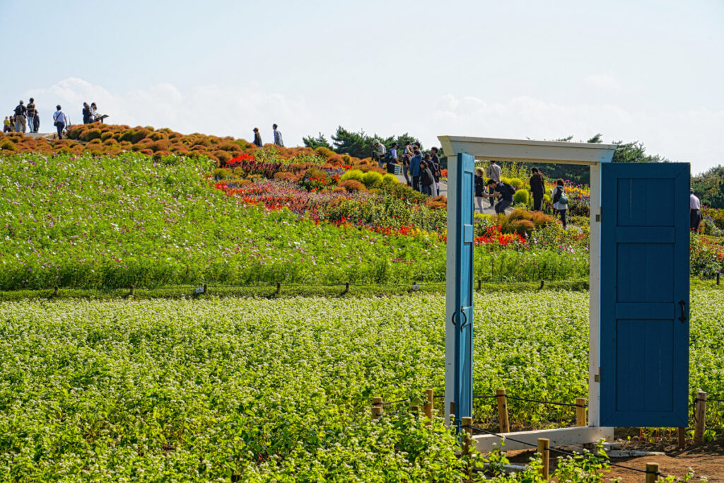 国営ひたち海浜公園 茨城県