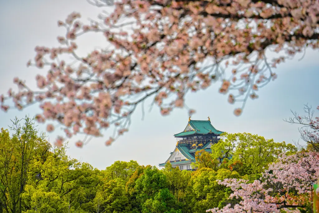 関西の桜絶景ドライブ｜京都・奈良・滋賀・大阪の人気お花見スポット