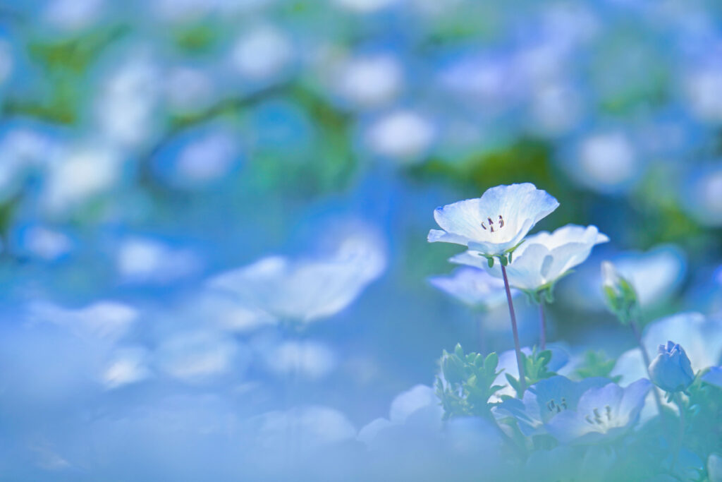 国営讃岐まんのう公園 ネモフィラ 香川県