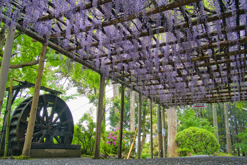大興善寺（藤） 佐賀県