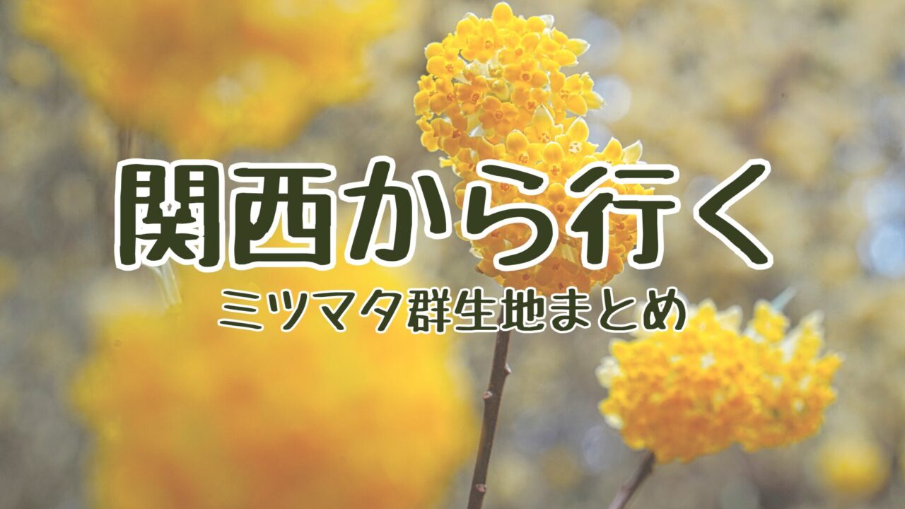 関西から行くミツマタ群生地