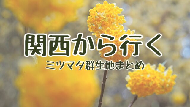 関西から行くミツマタ群生地