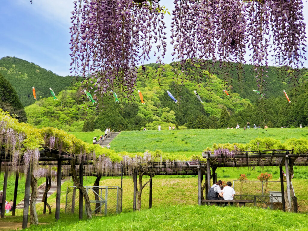 白井大町藤公園 こいのぼり 兵庫県
