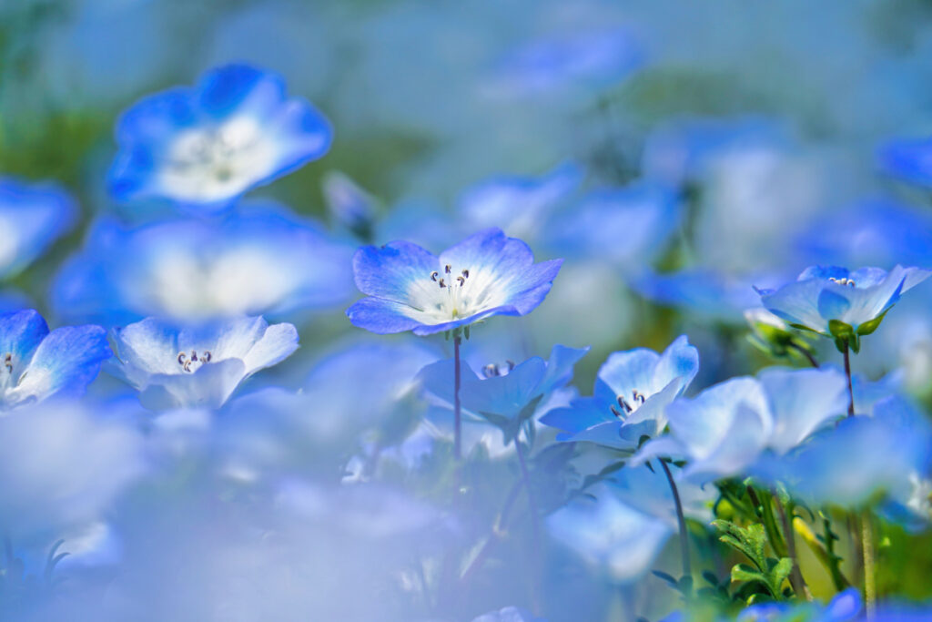 国営武蔵丘陵森林公園 ネモフィラ 埼玉県