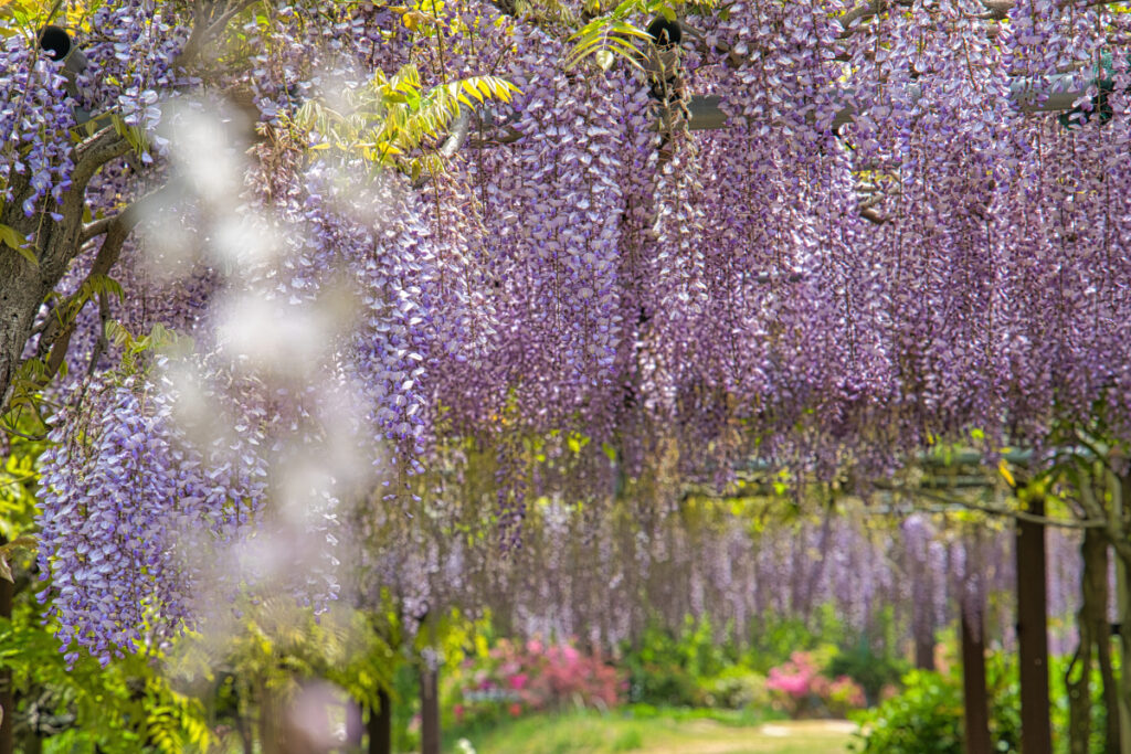 みやざき園の藤棚 長崎県