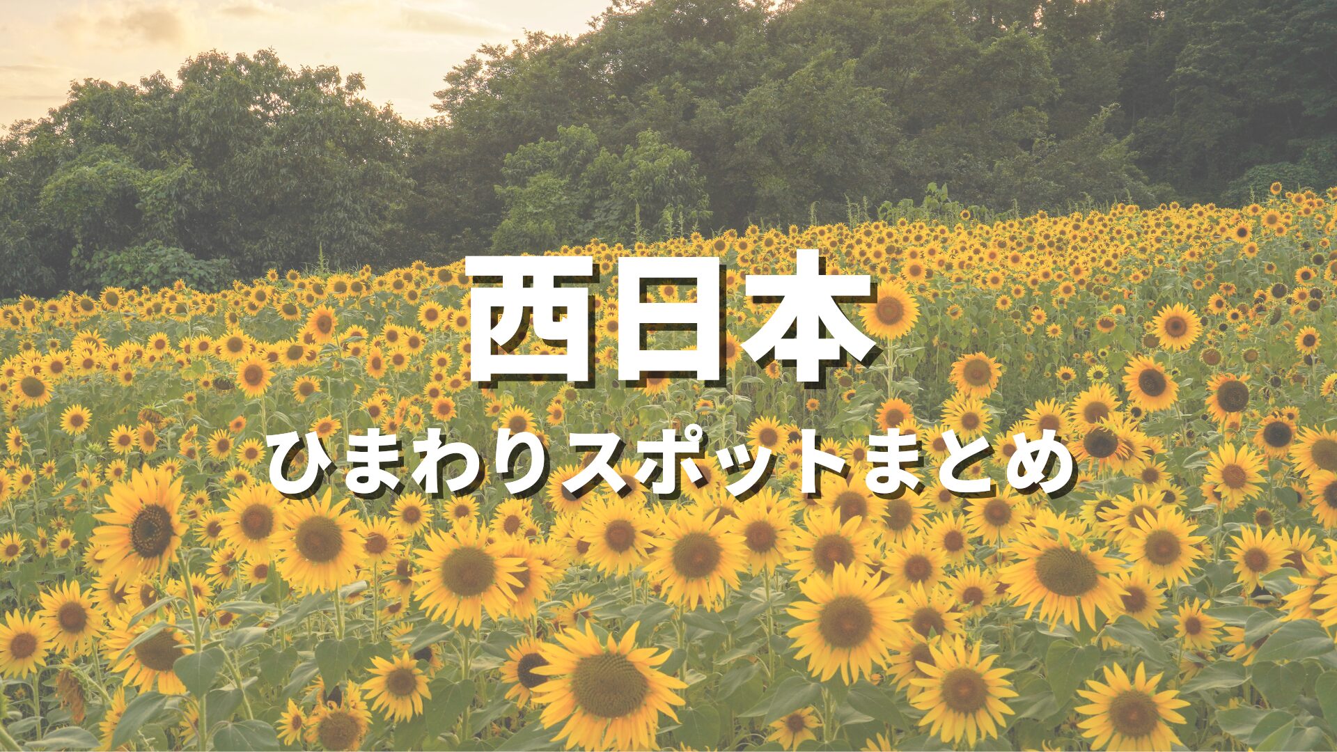 西日本】ひまわりの名所を巡る絶景ドライブ！ひまわり観光・おすすめ