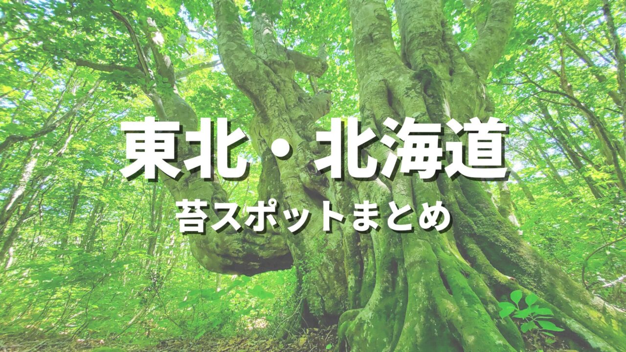 【東北・北海道】苔の綺麗な場所を巡る緑の絶景・観光名所スポット