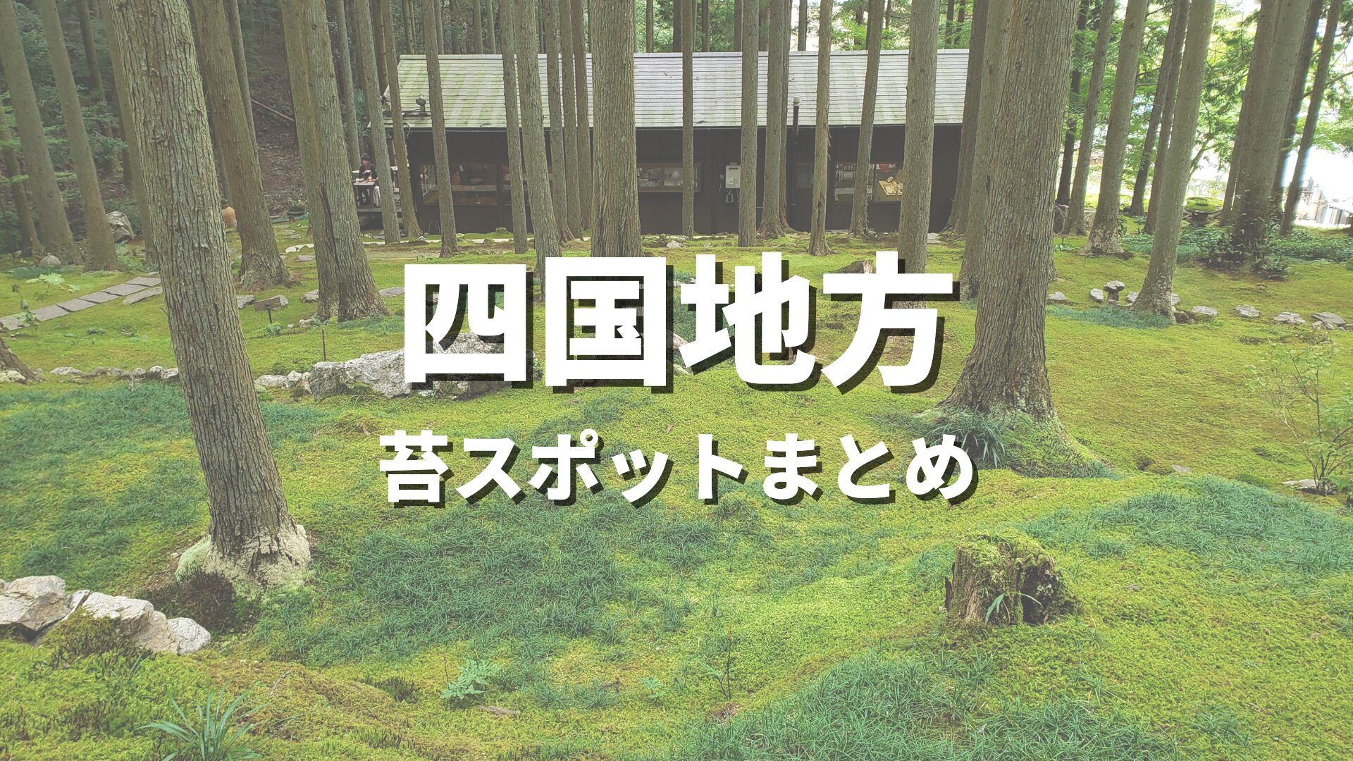 四国】美しい苔スポット完全ガイド｜苔寺・苔庭の名所から大自然の