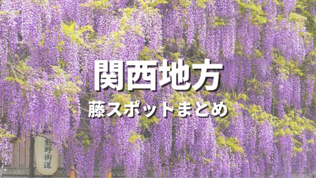 【関西】藤の花が美しい絶景ドライブ・観光名所スポット