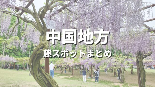 【中国地方】藤の花が美しい絶景ドライブ・観光名所スポット