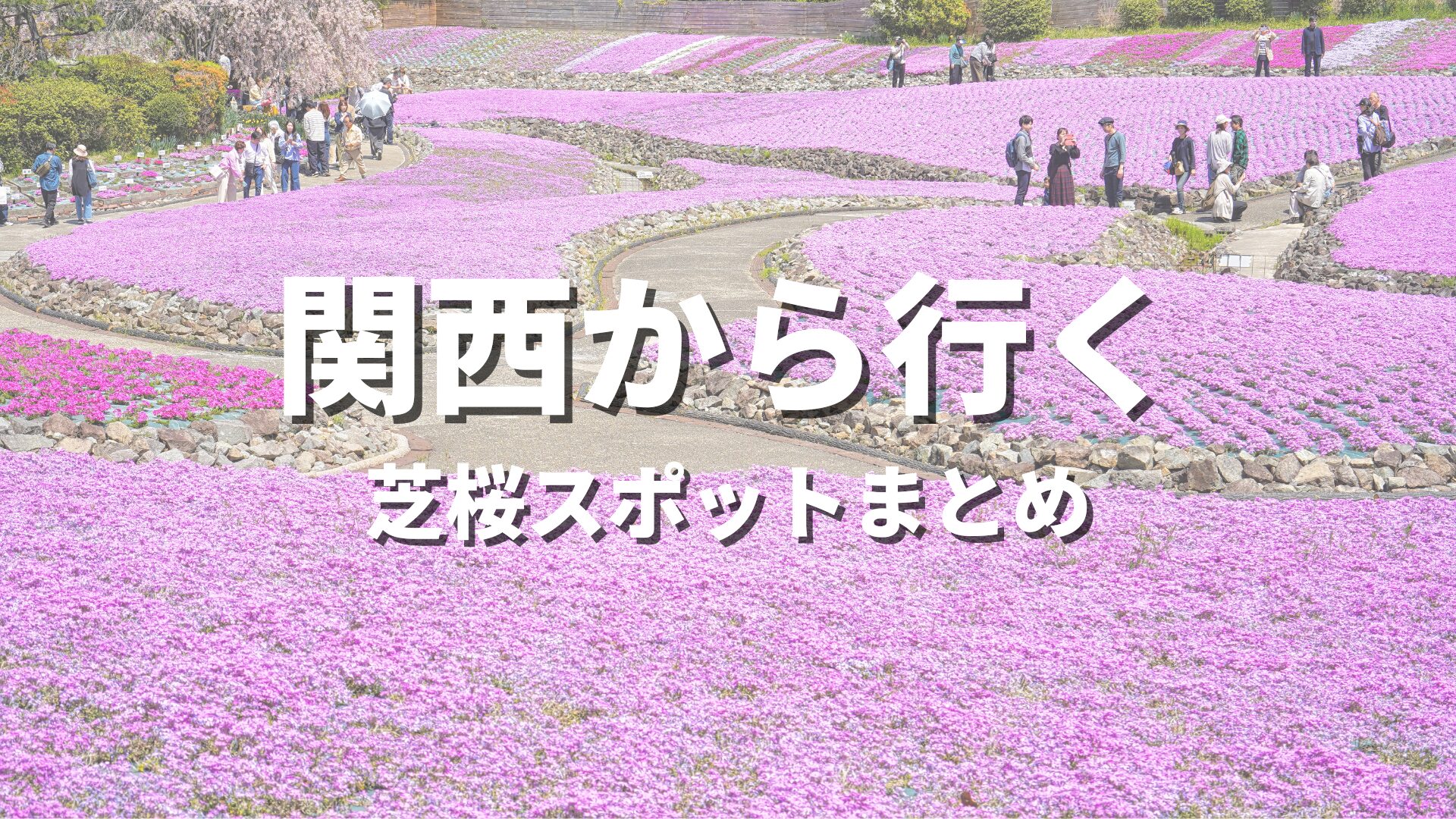 関西から行く】全国の芝桜観光スポット！まつりやイベント情報も満載の