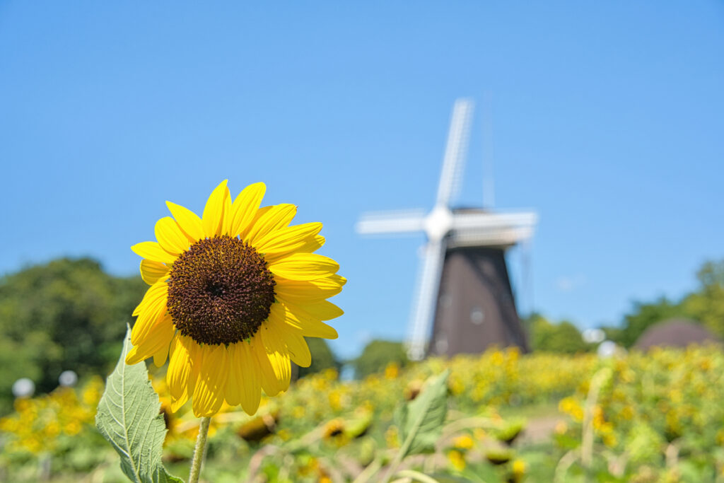 花博記念公園 鶴見緑地 大阪府
