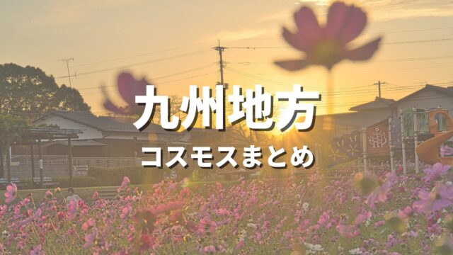 【九州】コスモスの有名な所を巡る絶景観光ドライブ！写真撮影したい名所・おすすめスポット【2026年最新】