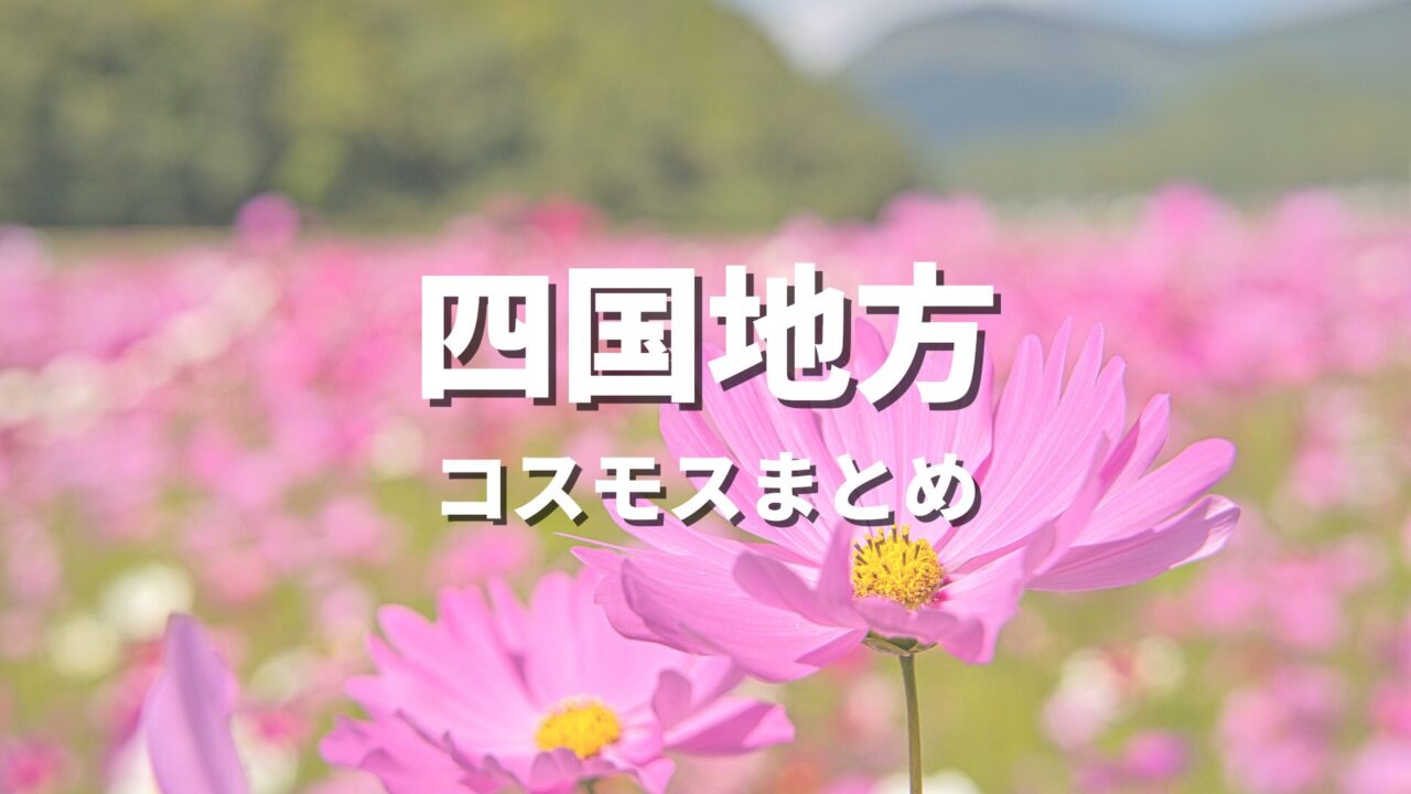 【四国】コスモスの有名な所を巡る絶景観光ドライブ！写真撮影したい名所・おすすめスポット