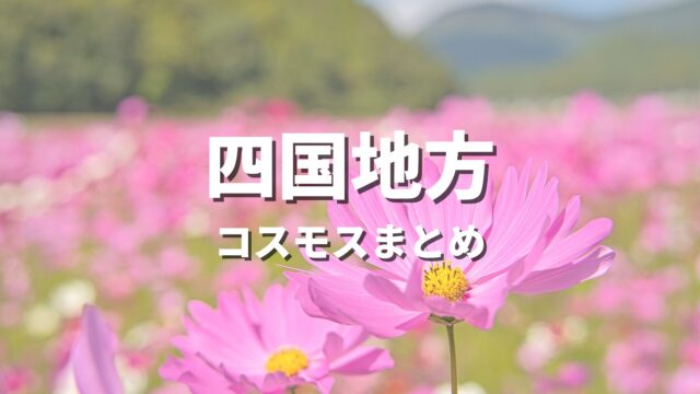 【四国】コスモスの有名な所を巡る絶景観光ドライブ！写真撮影したい名所・おすすめスポット