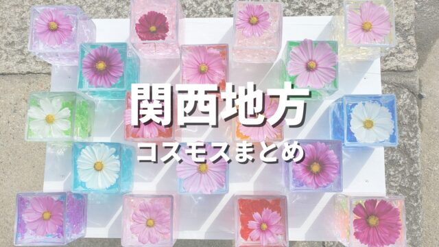 【関西】コスモスの有名な所を巡る絶景観光ドライブ！写真撮影したい名所・おすすめスポット