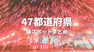 【全国】藤棚の有名な所を巡る絶景観光ドライブ！写真撮影したい名所・おすすめスポット