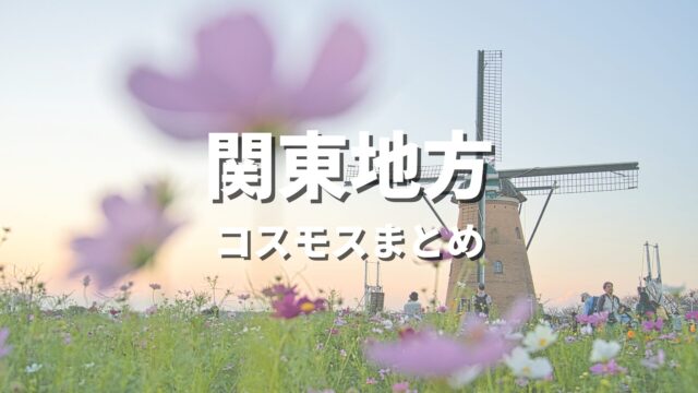 【関東】コスモスの有名な所を巡る絶景観光ドライブ！写真撮影したい名所・おすすめスポット