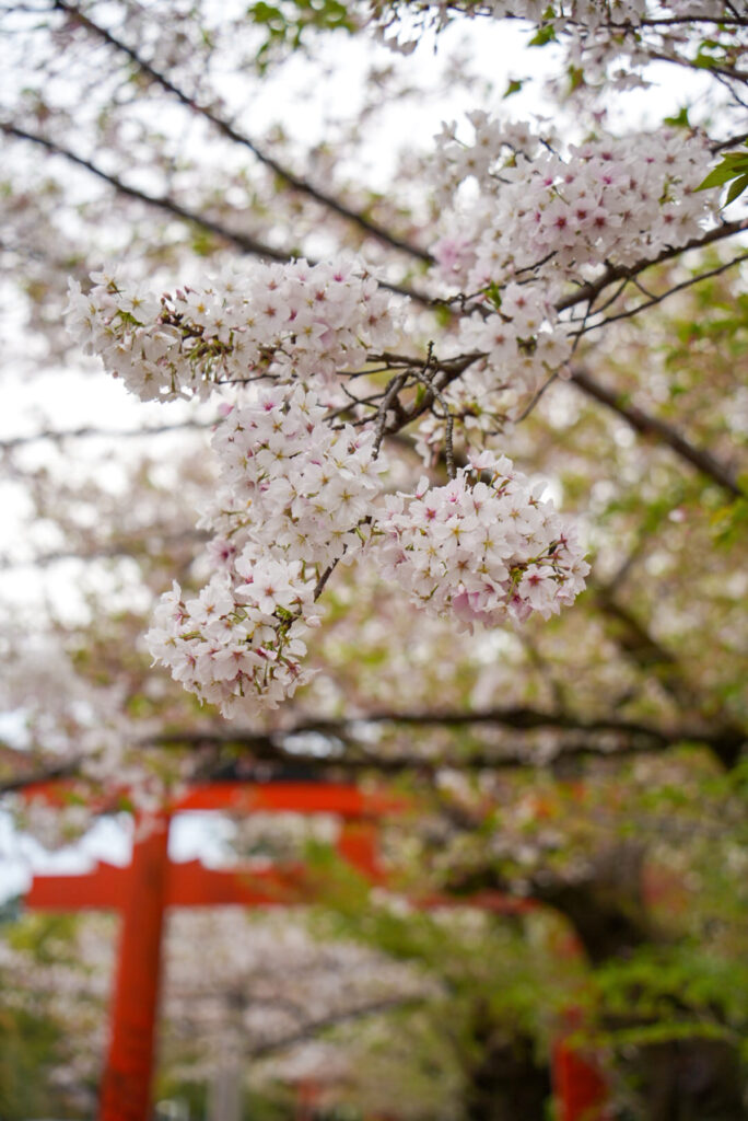 竹中稲荷社 桜 京都府