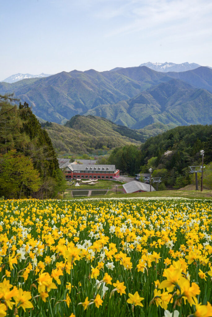 ノルンみなかみフラワーガーデン スイセン 群馬県