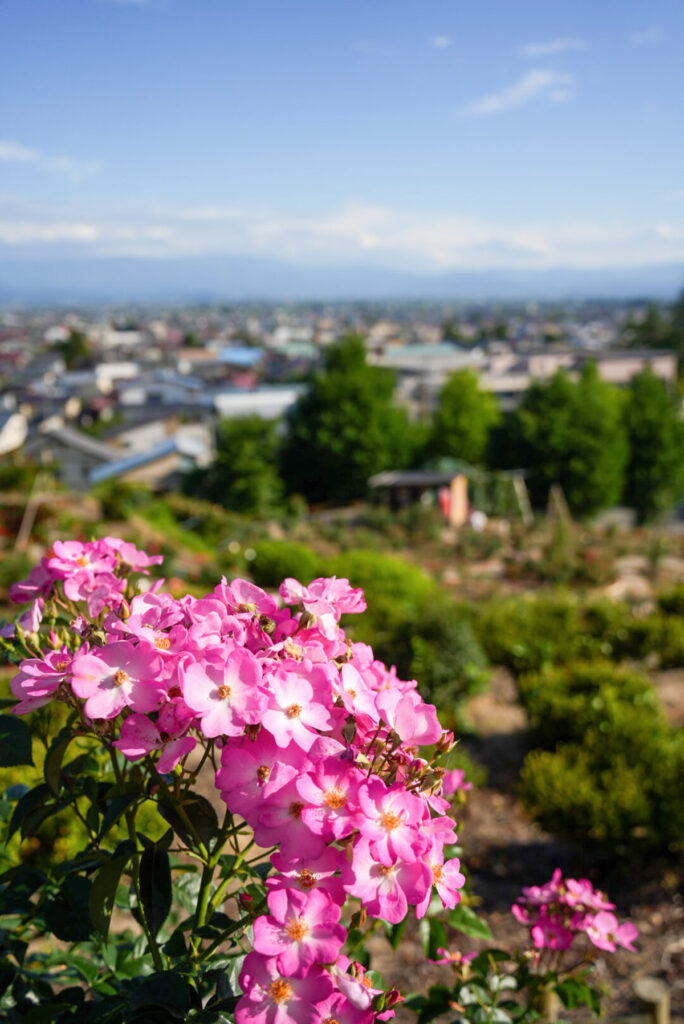 双松バラ園 山形県