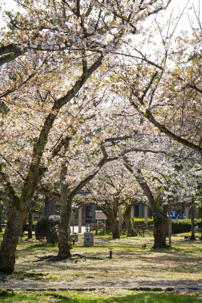 木場潟公園 桜 石川県