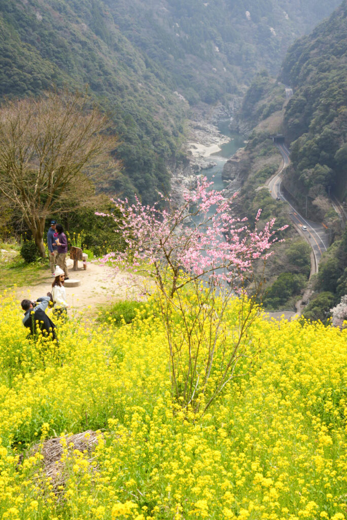 小歩危展望台 菜の花 桜 徳島県