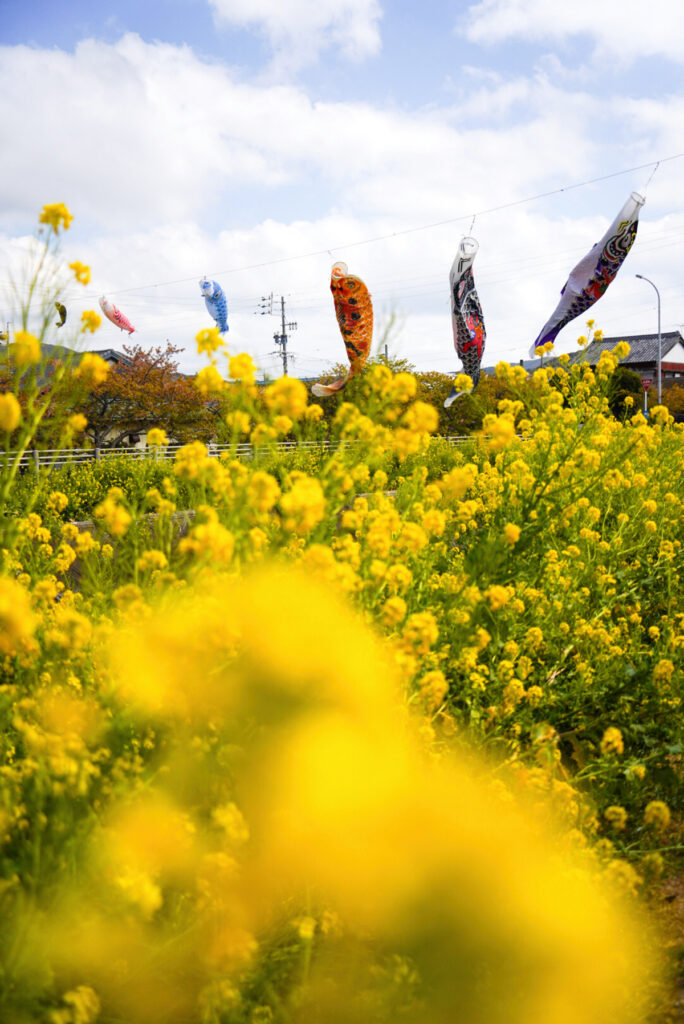 免々田川の河津桜 愛知県