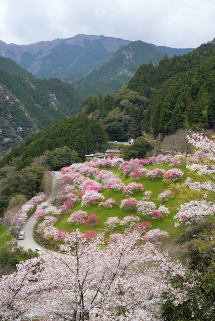 引地橋の花桃 高知県