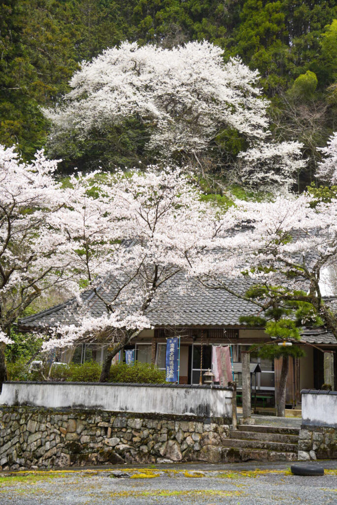 桜本寺の大桜 岡山県