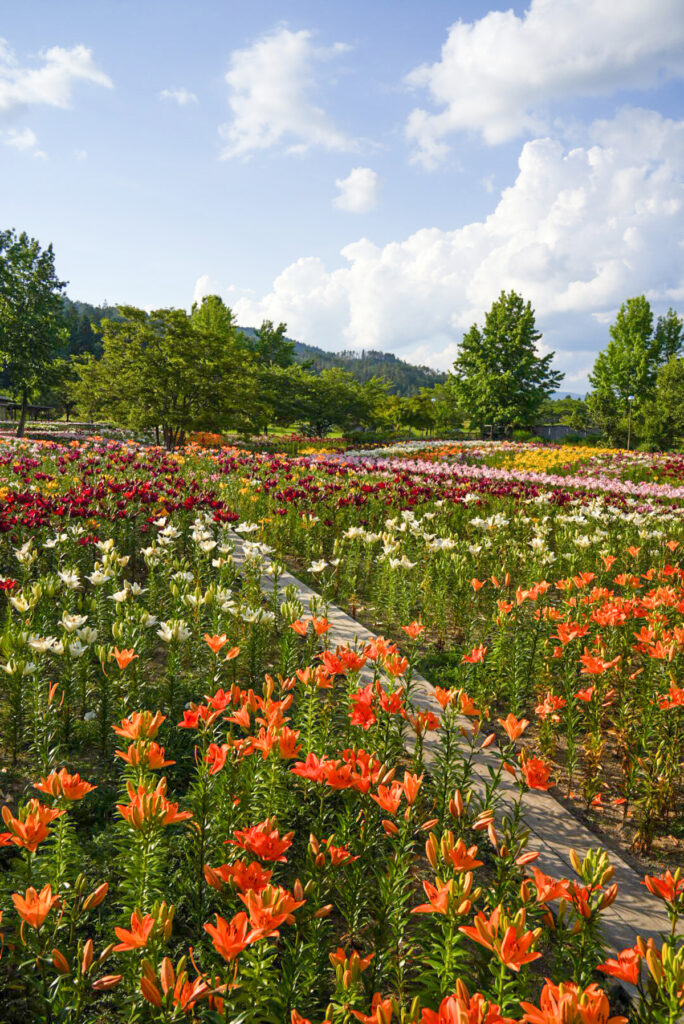 どんでん平ゆり園 山形県