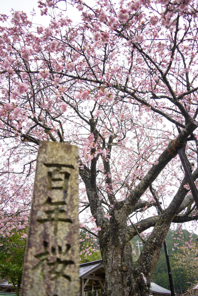 黒田の百年桜 京都府