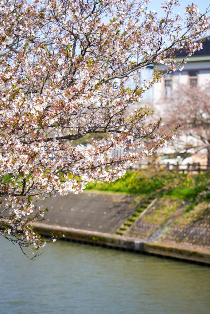 下城川千本桜 富山県