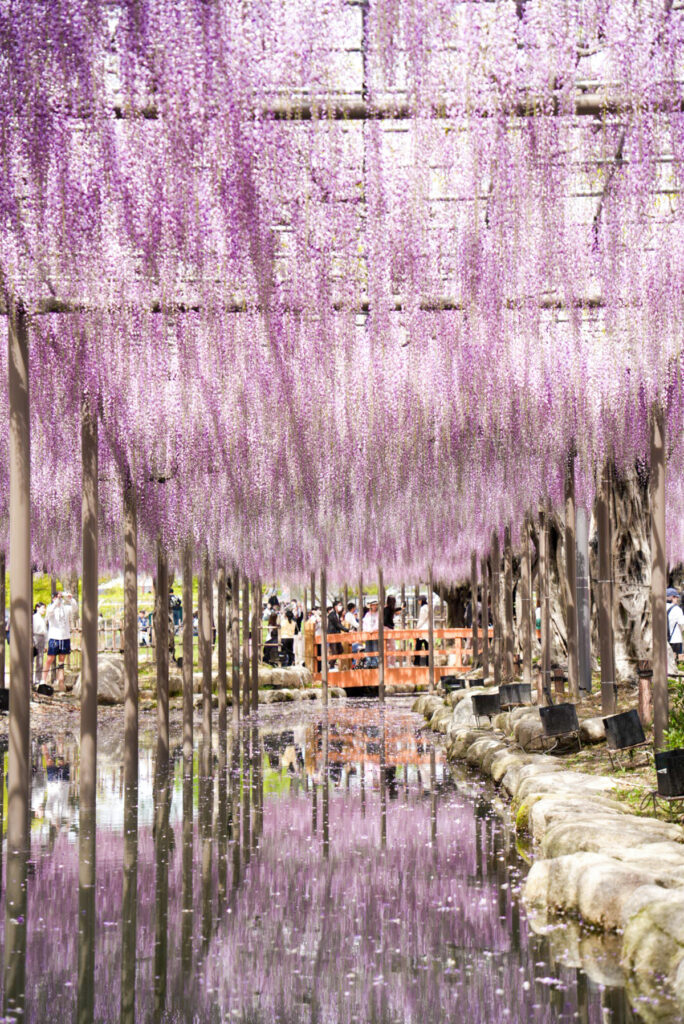 天王川公園 藤 愛知県