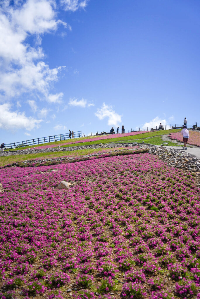 茶臼山高原 芝桜 愛知県