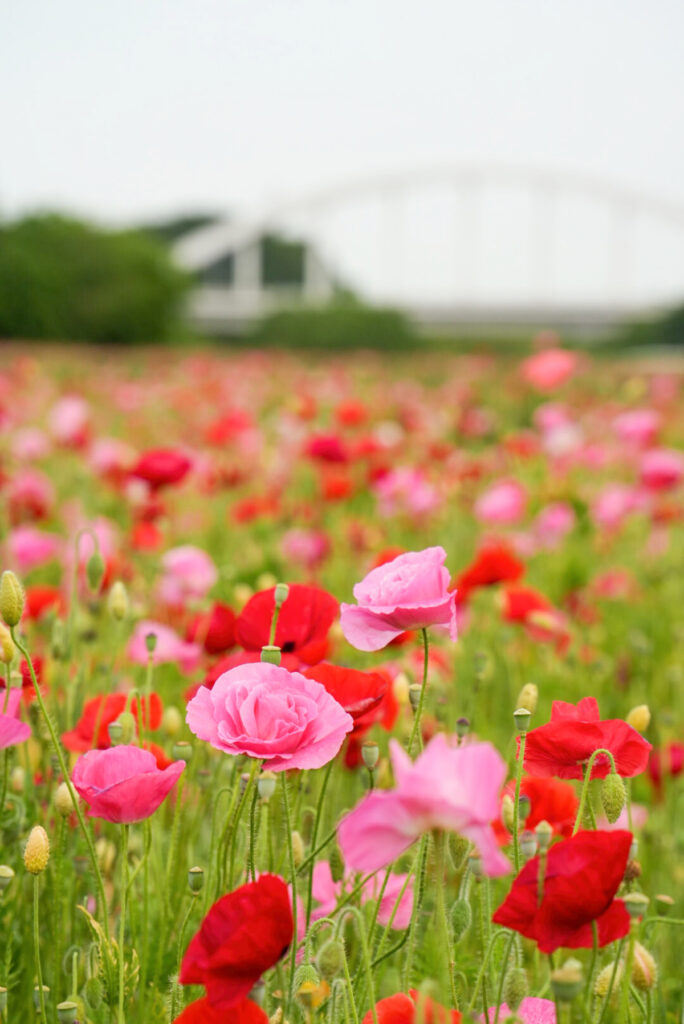 小貝川ふれあい公園 ポピー 茨城県