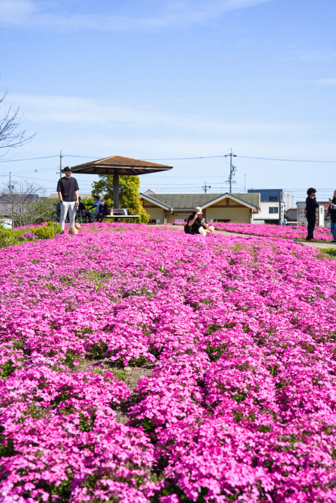 三ツ又池公園 芝桜 愛知県