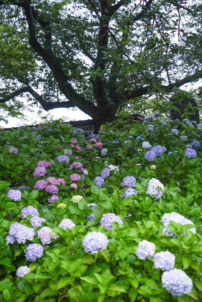 幸手権現堂桜堤 あじさい 埼玉県