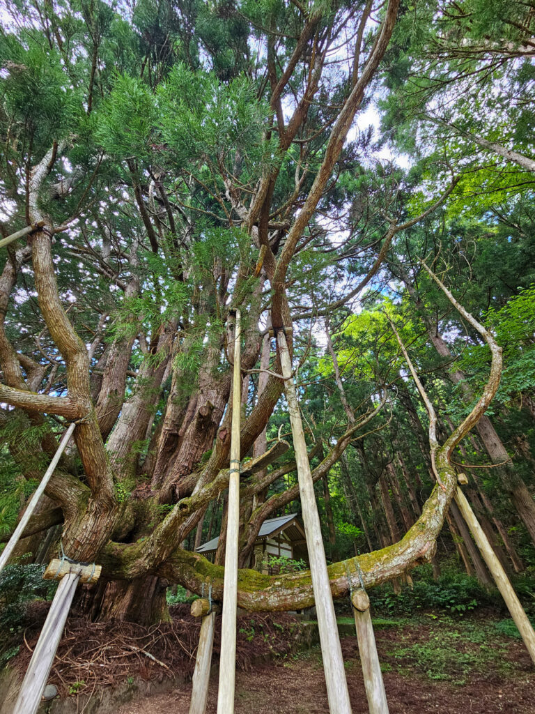 五十谷の大スギ(魔王杉) 石川県