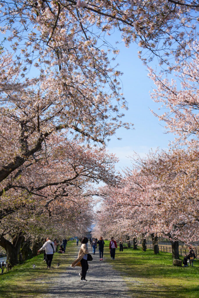 あさひ舟川「春の四重奏」 桜 富山県