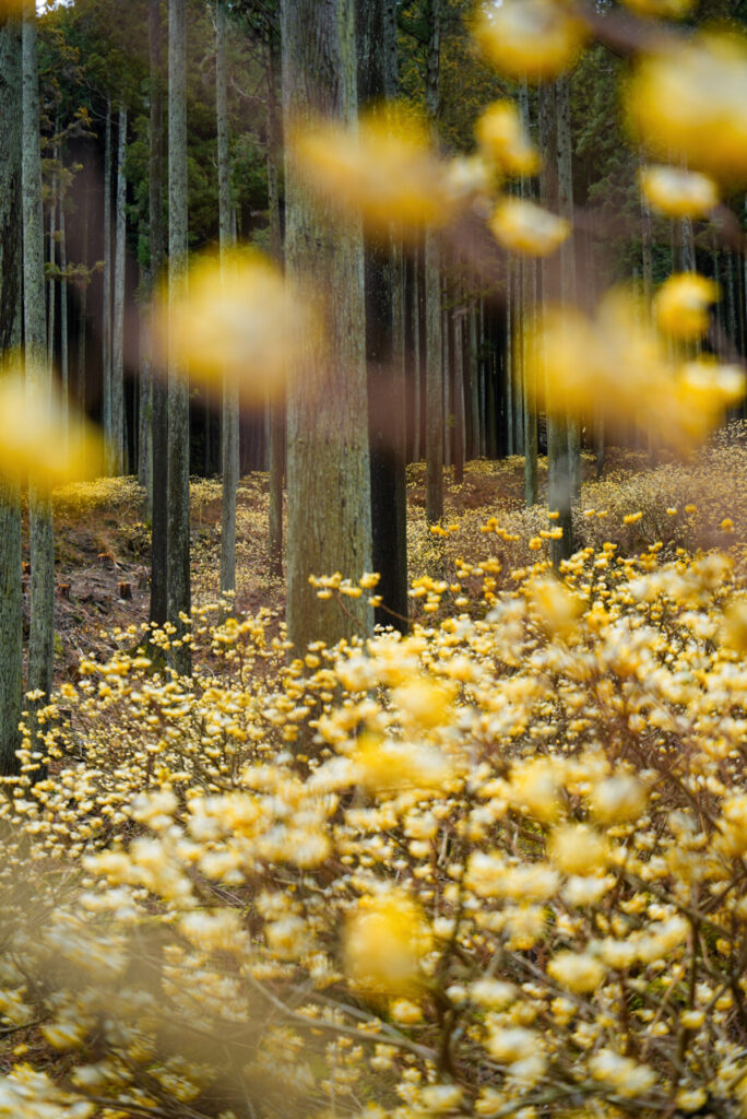 ミツマタの森 三重県